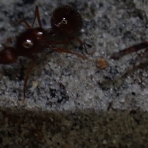 Aphaenogaster sp. (Genus) at Brunswick Heads, NSW - 28 Sep 2023 06:48 PM