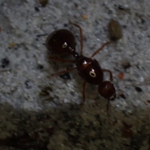 Aphaenogaster sp. (Genus) at Brunswick Heads, NSW - 28 Sep 2023 06:48 PM