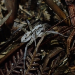 Unidentified Spider (Araneae) at Wallum - 28 Sep 2023 by coddiwompler