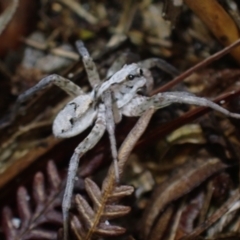 Lycosidae (family) at Brunswick Heads, NSW - 28 Sep 2023 05:58 PM