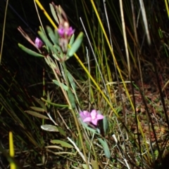 Boronia parviflora at Wallum - 28 Sep 2023 by coddiwompler