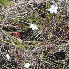 Drosera spatulata (Common Sundew) at Ocean Shores, NSW - 8 Jan 2023 by Sanpete