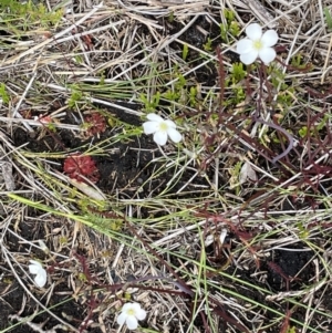 Drosera spatulata at Ocean Shores, NSW - 8 Jan 2023