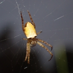 Unidentified Orb-weaving spider (several families) at Brunswick Heads, NSW - 28 Sep 2023 by coddiwompler