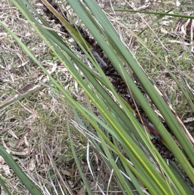 Gahnia aspera (Red-berried Saw-sedge) at Blackbutt, NSW - 17 Oct 2023 by lbradleyKV