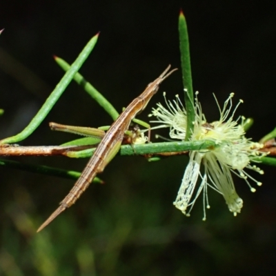 Morabidae (family) at Wallum - 28 Sep 2023 by coddiwompler