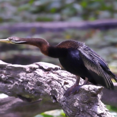 Anhinga novaehollandiae (Australasian Darter) at Ormiston, QLD - 17 Oct 2023 by TimL