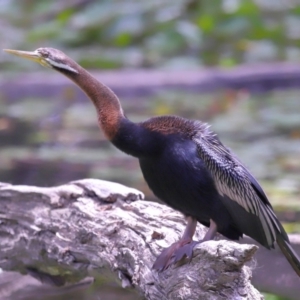 Anhinga novaehollandiae at Ormiston, QLD - 17 Oct 2023