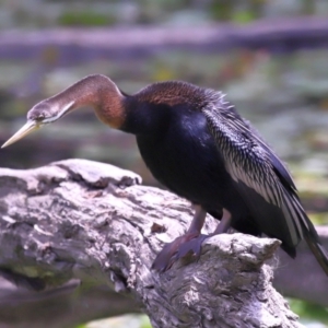 Anhinga novaehollandiae at Ormiston, QLD - 17 Oct 2023 11:13 AM