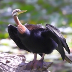 Anhinga novaehollandiae at Ormiston, QLD - 17 Oct 2023