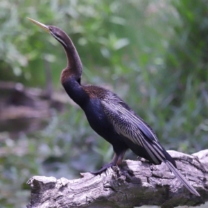 Anhinga novaehollandiae at Ormiston, QLD - 17 Oct 2023