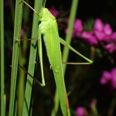 Unidentified Katydid (Tettigoniidae) at Brunswick Heads, NSW - 28 Sep 2023 by coddiwompler