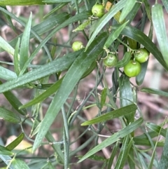 Geitonoplesium cymosum at Barrack Heights, NSW - 17 Oct 2023