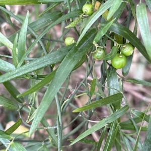 Geitonoplesium cymosum at Barrack Heights, NSW - 17 Oct 2023