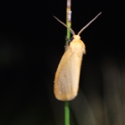 Unidentified Moth (Lepidoptera) at Brunswick Heads, NSW - 28 Sep 2023 by coddiwompler