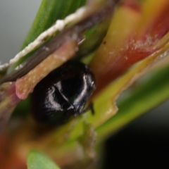 Unidentified Leaf beetle (Chrysomelidae) at Brunswick Heads, NSW - 28 Sep 2023 by coddiwompler