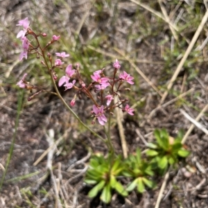 Stylidium ornatum at Brunswick Heads, NSW - 5 Nov 2022 10:08 AM