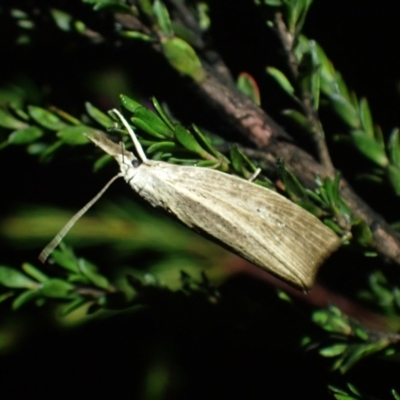 Unidentified Pyralid or Snout Moth (Pyralidae & Crambidae) at Brunswick Heads, NSW - 28 Sep 2023 by coddiwompler