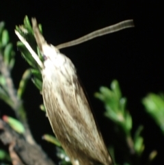 Lophocalma neuritis at Brunswick Heads, NSW - 28 Sep 2023 06:35 PM