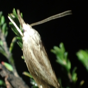 Lophocalma neuritis at Brunswick Heads, NSW - 28 Sep 2023 06:35 PM