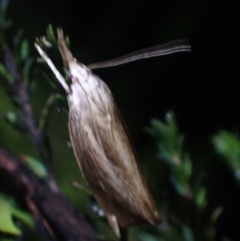 Lophocalma neuritis at Brunswick Heads, NSW - 28 Sep 2023 06:35 PM