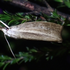 Lophocalma neuritis at Brunswick Heads, NSW - 28 Sep 2023 06:35 PM