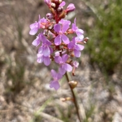 Stylidium graminifolium (Grass Triggerplant) at Wallum - 4 Dec 2022 by Sanpete