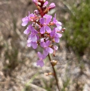 Stylidium graminifolium at Brunswick Heads, NSW - 4 Dec 2022 04:27 PM