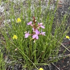 Stylidium graminifolium at Brunswick Heads, NSW - 4 Dec 2022 04:27 PM