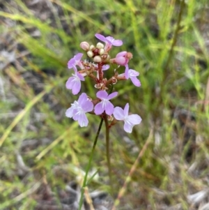 Stylidium graminifolium at Brunswick Heads, NSW - 4 Dec 2022 04:27 PM