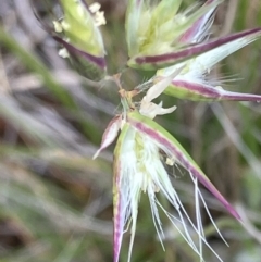Rytidosperma sp. (Wallaby Grass) at Fentons Creek, VIC - 12 Oct 2023 by KL