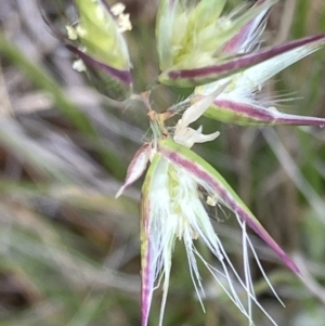 Rytidosperma sp. at Fentons Creek, VIC - suppressed