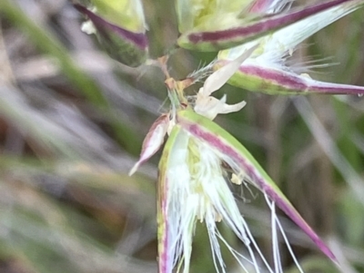 Rytidosperma sp. (Wallaby Grass) at Fentons Creek, VIC - 11 Oct 2023 by KL