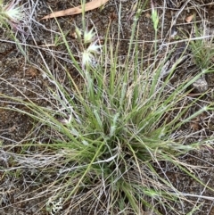 Rytidosperma sp. at Fentons Creek, VIC - suppressed