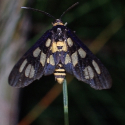 Unidentified Tiger moth (Arctiinae) at Brunswick Heads, NSW - 28 Sep 2023 by coddiwompler