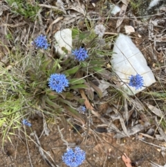 Brunonia australis (Blue Pincushion) at Suttons Dam - 11 Oct 2023 by KL
