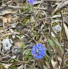 Brunonia australis at Fentons Creek, VIC - suppressed