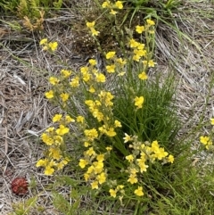 Goodenia stelligera (Wallum Goodenia) at Brunswick Heads, NSW - 4 Dec 2022 by Sanpete