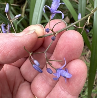 Dianella caerulea (Common Flax Lily) at Blackbutt, NSW - 17 Oct 2023 by lbradley