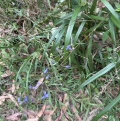 Dianella caerulea at Blackbutt, NSW - 17 Oct 2023