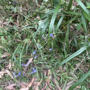 Dianella caerulea at Blackbutt, NSW - 17 Oct 2023