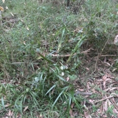 Dianella caerulea at Blackbutt, NSW - 17 Oct 2023 04:46 PM