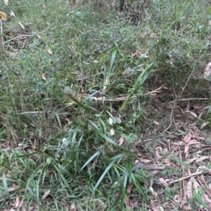 Dianella caerulea at Blackbutt, NSW - 17 Oct 2023 04:46 PM