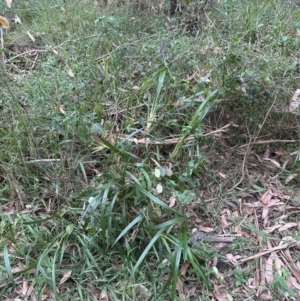 Dianella caerulea at Blackbutt, NSW - 17 Oct 2023