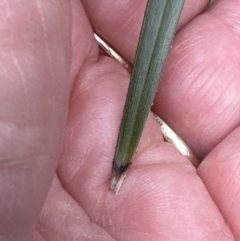 Dianella caerulea at Blackbutt, NSW - 17 Oct 2023