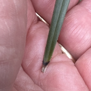 Dianella caerulea at Blackbutt, NSW - 17 Oct 2023