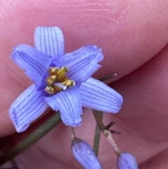 Dianella caerulea at Blackbutt, NSW - 17 Oct 2023