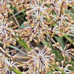 Lomandra multiflora (Many-flowered Matrush) at Belconnen, ACT - 15 Oct 2023 by sangio7