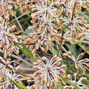 Lomandra multiflora at Belconnen, ACT - 15 Oct 2023