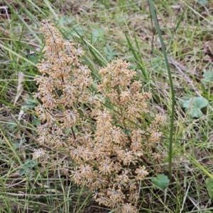 Lomandra multiflora at Belconnen, ACT - 15 Oct 2023